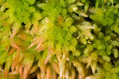 Sphagnum falcatulum