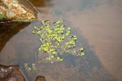 Illecebrum verticillatum