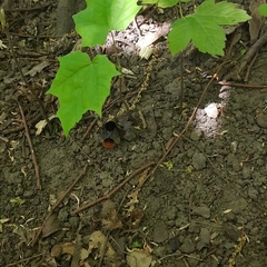 Bombus lapidarius
