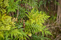 Loxsoma cunninghamii