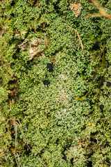 Neophyllis melacarpa