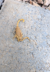 Centruroides sculpturatus