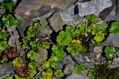 Azorella hydrocotyloides