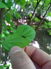 Cantharidae