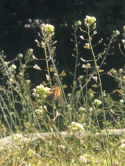 Anthophila