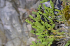 Veronica tetrasticha