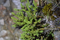 Veronica tetrasticha