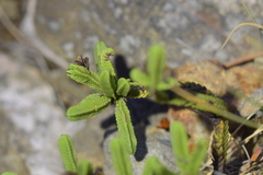 Veronica tetrasticha
