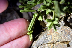 Veronica tetrasticha
