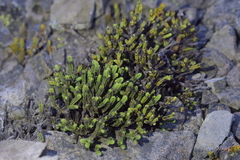 Veronica tetrasticha