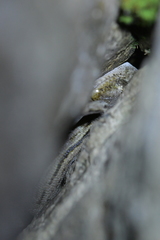 Woodworthia southern alps