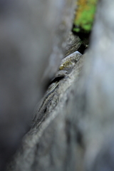 Woodworthia southern alps