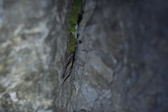 Woodworthia southern alps