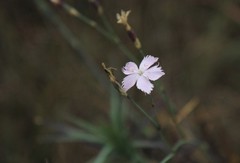 Dianthus mooiensis
