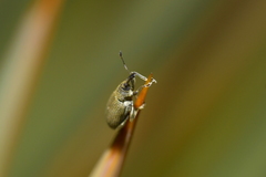 Eugnomus durvillei