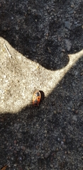 Pyrrhocoris apterus