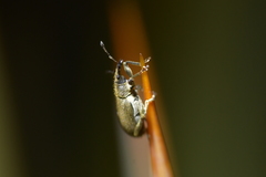 Eugnomus durvillei