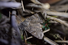 Physetica longstaffi