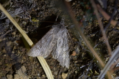 Physetica longstaffi