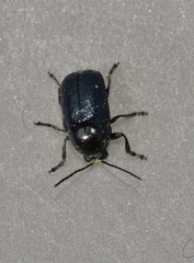 Cryptocephalus violaceus
