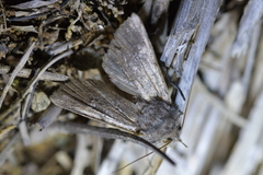 Physetica longstaffi