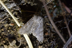 Physetica longstaffi