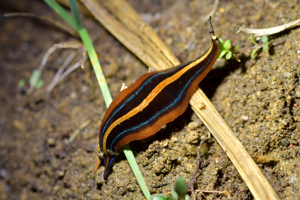 Newzealandia