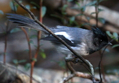 Trochocercus cyanomelas cyanomelas