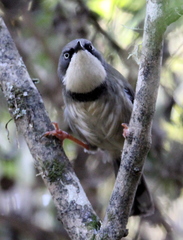 Apalis thoracica claudei
