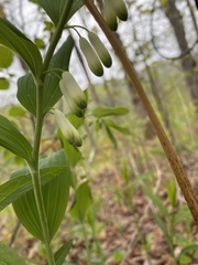 Polygonatum biflorum