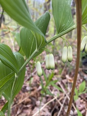 Polygonatum biflorum