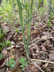Polygonatum biflorum