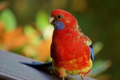 Platycercus elegans × eximius