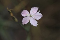 Dianthus mooiensis