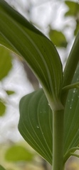 Polygonatum biflorum