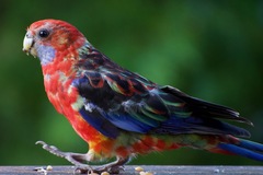 Platycercus elegans × eximius