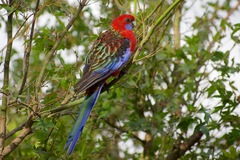 Platycercus elegans × eximius