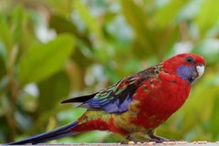 Platycercus elegans × eximius
