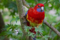 Platycercus elegans × eximius