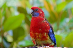 Platycercus elegans × eximius
