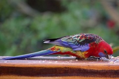 Platycercus elegans × eximius