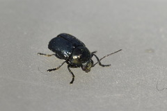 Cryptocephalus violaceus