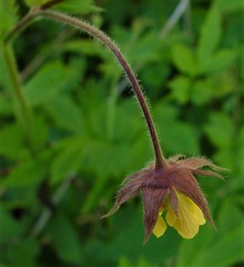 Geum × intermedium
