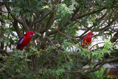 Platycercus elegans × eximius