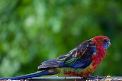 Platycercus elegans × eximius