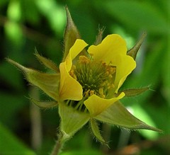 Geum × intermedium
