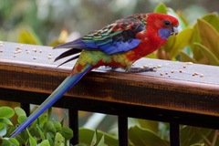 Platycercus elegans × eximius