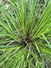 Carex timida