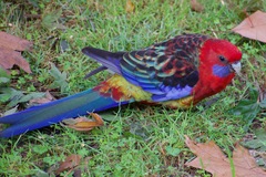 Platycercus elegans × eximius