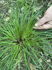 Carex timida